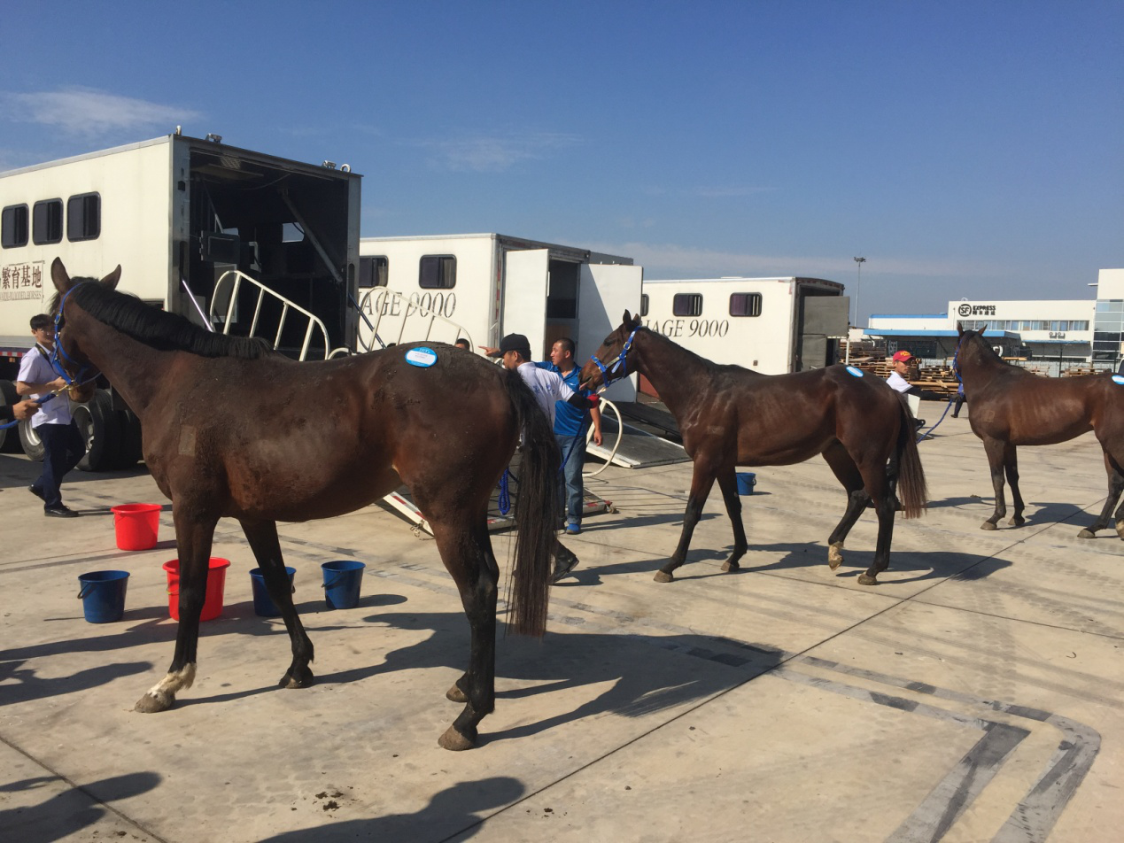 Charter Flight for 78 thoroughbred horses from Oceania