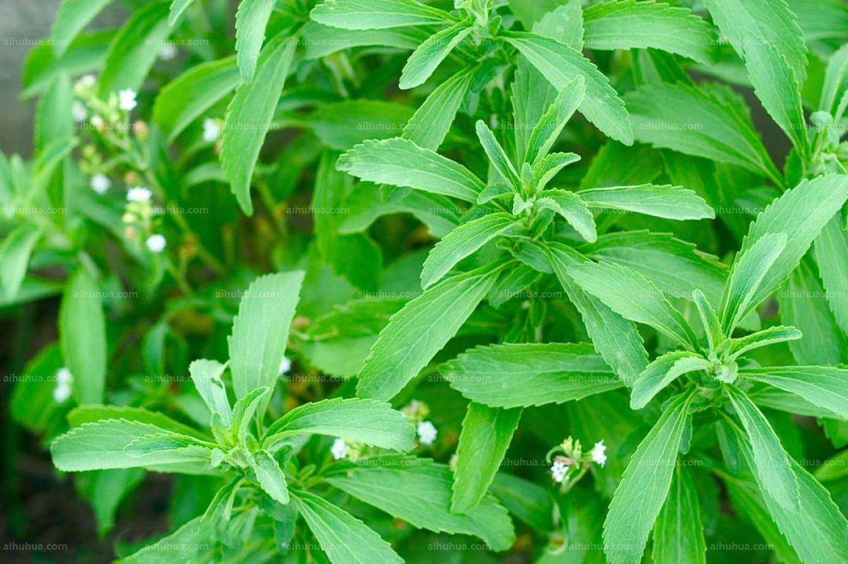 海关总署公告2022年第3号（关于进口卢旺达甜叶菊植物检疫要求的公告 ）